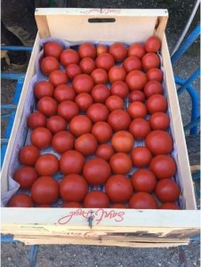 tomates paola